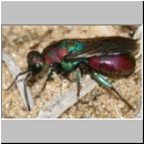 Hedychrum rutilans - Goldwespe 04 7-8mm.jpg